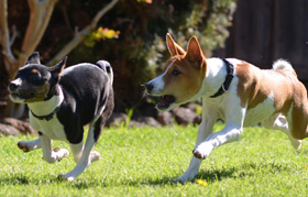 Puppy Scramble