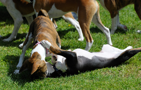 Puppy Scramble