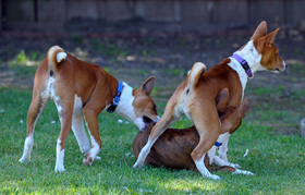 Puppy Scramble