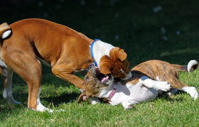 Puppy Scramble