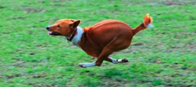 Basenji running