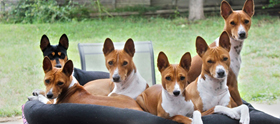 Basenji pack