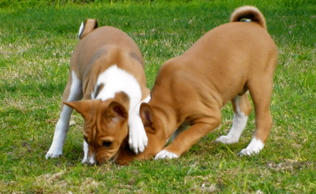 5 wk old puppies!