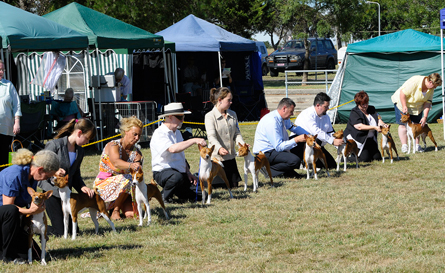 Basenji class at BCOV Specialty