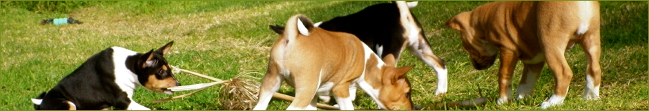 Basenji puppies