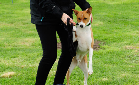 Most Obedient Basenji winner!