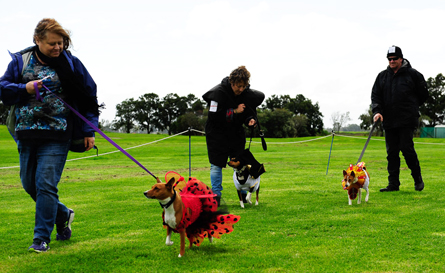 Basenji Gala Day