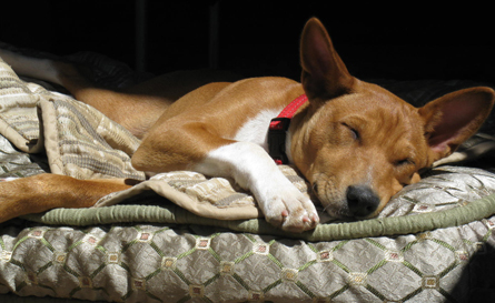 Basenji nap