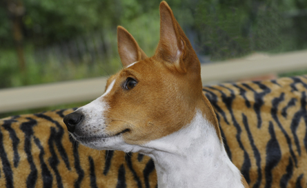 Adult female Basenji