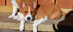 Basenji puppy