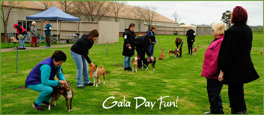 Basenji Gala Day Fun