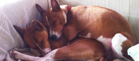 Basenjis love snuggling