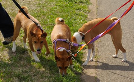 Basenji Stroll