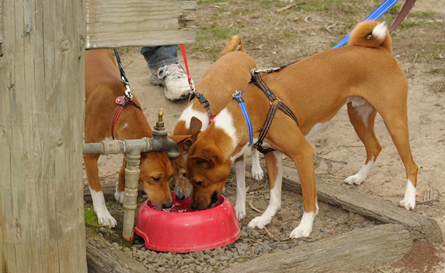 Strolling is thirsty work!